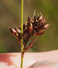 Rhynchospora plumosa