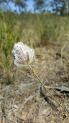 Ptilotus erubescens