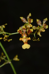 Oncidium heteranthum