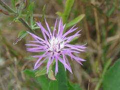 Centaurea stoebe australis