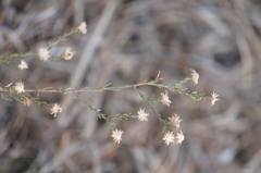 Symphyotrichum moranense