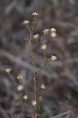 Symphyotrichum moranense