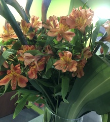 Alstroemeriaceae