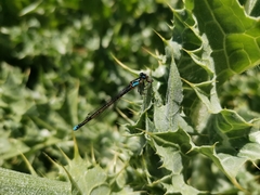 Cyanallagma interruptum