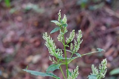 Iresine celosia