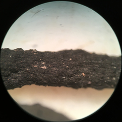 Xylaria longiana
