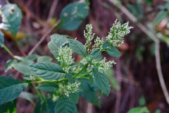 Iresine celosia