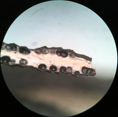 Xylaria longiana