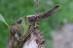 Stelis antennata