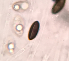Xylaria longiana