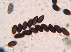 Xylaria longiana