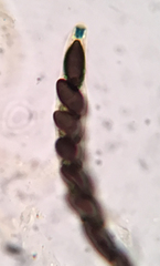 Xylaria longiana