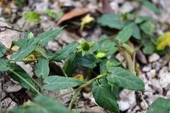 Gonolobus incerianus