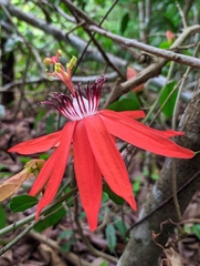 Passiflora miniata