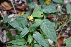 Gonolobus incerianus