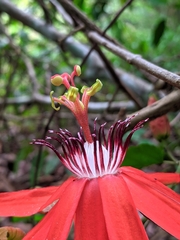 Passiflora miniata