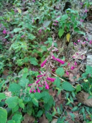 Salvia punicans
