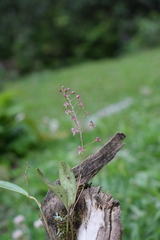 Stelis antennata