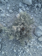 Atriplex julacea