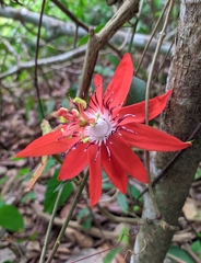 Passiflora miniata