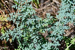 Argyrochosma formosa