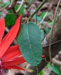 Passiflora miniata