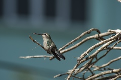 Cynanthus latirostris