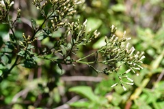 Archibaccharis serratifolia
