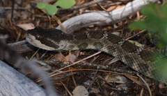 Crotalus oreganus