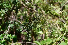 Archibaccharis serratifolia