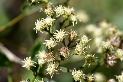 Archibaccharis serratifolia