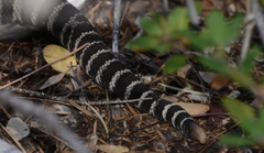 Crotalus oreganus