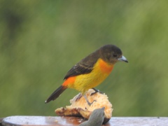 Ramphocelus flammigerus flammigerus