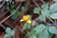 Bidens ostruthioides