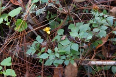 Bidens ostruthioides
