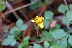 Bidens ostruthioides