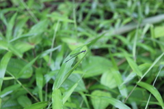 Prodasineura laidlawii