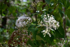 Chromolaena collina