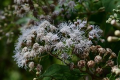 Chromolaena collina