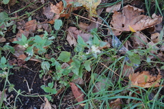 Lamium album
