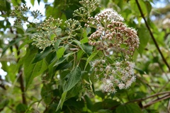 Chromolaena collina