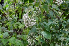 Chromolaena collina
