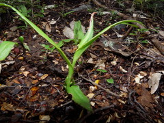 Pterostylis cardiostigma