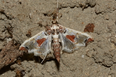 Neoleucinodes elegantalis