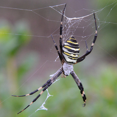 Argiope bruennichi