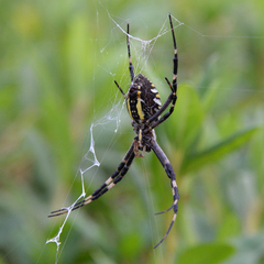 Argiope bruennichi