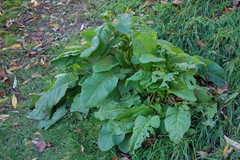 Rumex obtusifolius