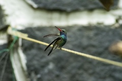 Cynanthus latirostris