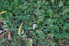 Trifolium repens