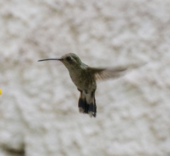 Cynanthus latirostris